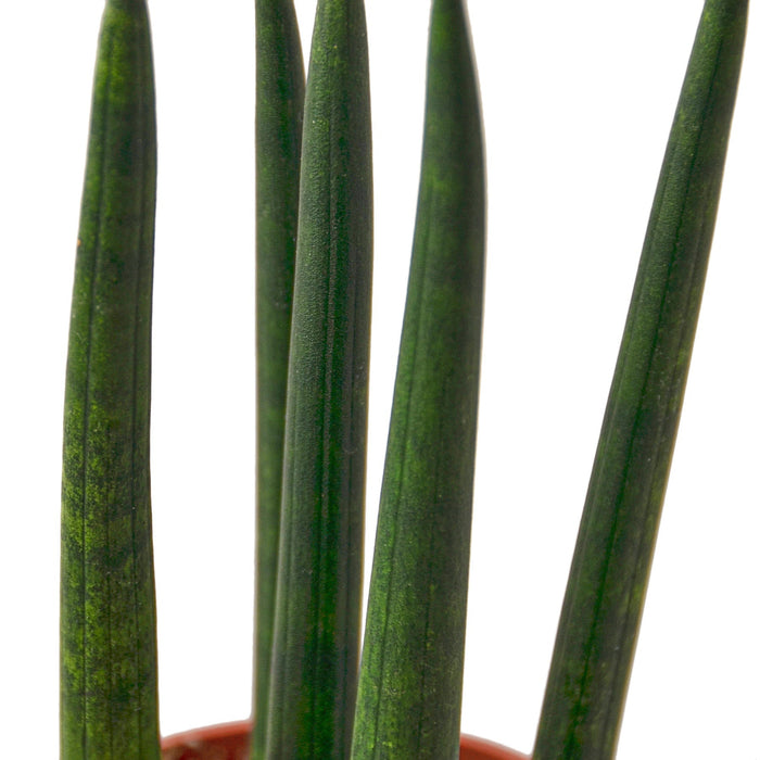 Snake Plant Cylindrica - 6" Pot - NURSERY POT ONLY