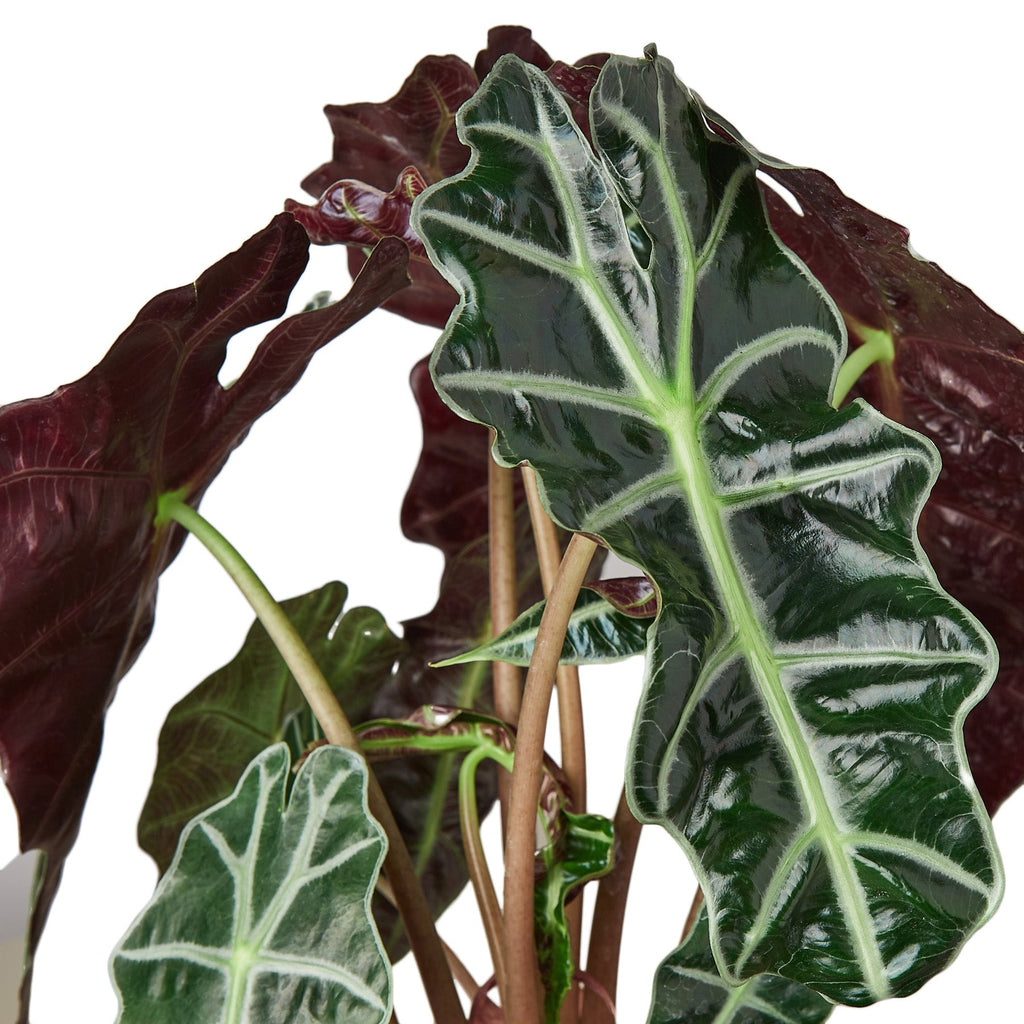 Alocasia African Mask leaves with contrasting pale veins.