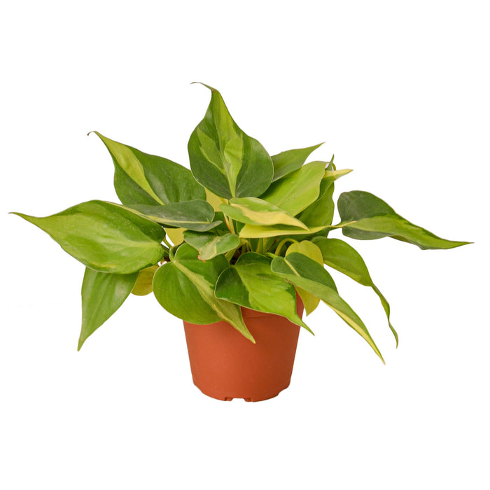 philodendron nursery Philodendron 'Brasil' - 4" Pot - NURSERY POT ONLY