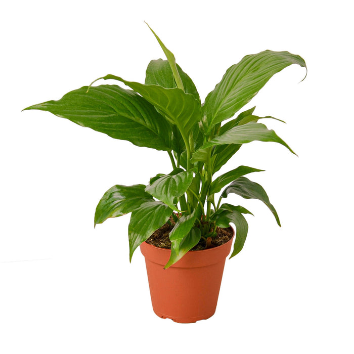 Spathiphyllum 'Peace Lily' - 4" Pot - NURSERY POT ONLY