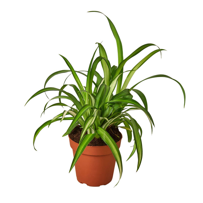 Spider Plant Hawaiian - 6" Pot - NURSERY POT ONLY