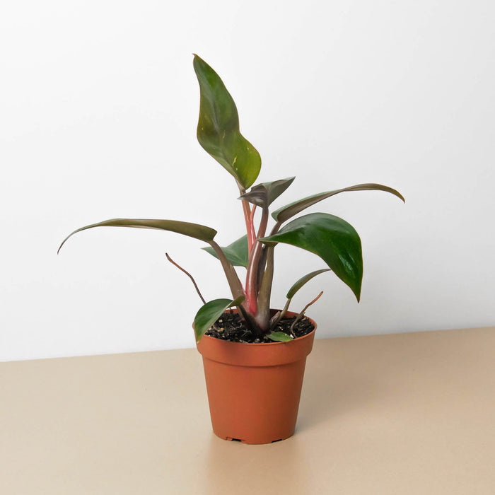 birkin pink philodendron Philodendron 'Birkin Pink' | Indoor Plant | Tropical Plant | Potted Plant