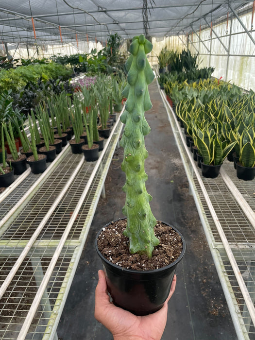 Boobie Cactus