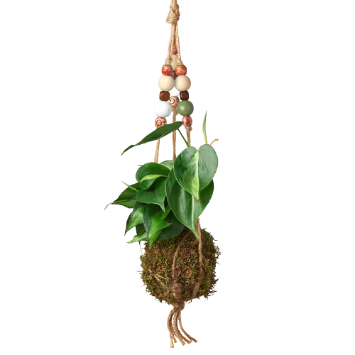 hanging plant beads Bead Kokedama Moss Ball Hanging Plant