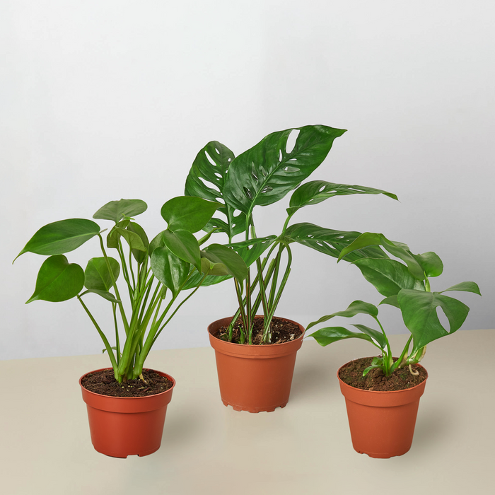 monstera zebrina Monstera Bundle | Indoor Plant | Tropical Plant | Potted Plant