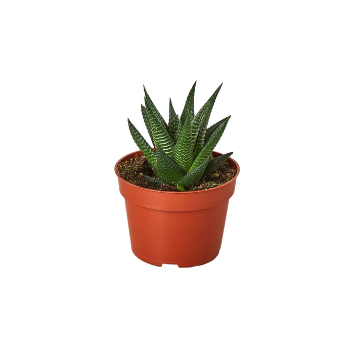fairy washboard succulent Fairy Washboard Haworthia