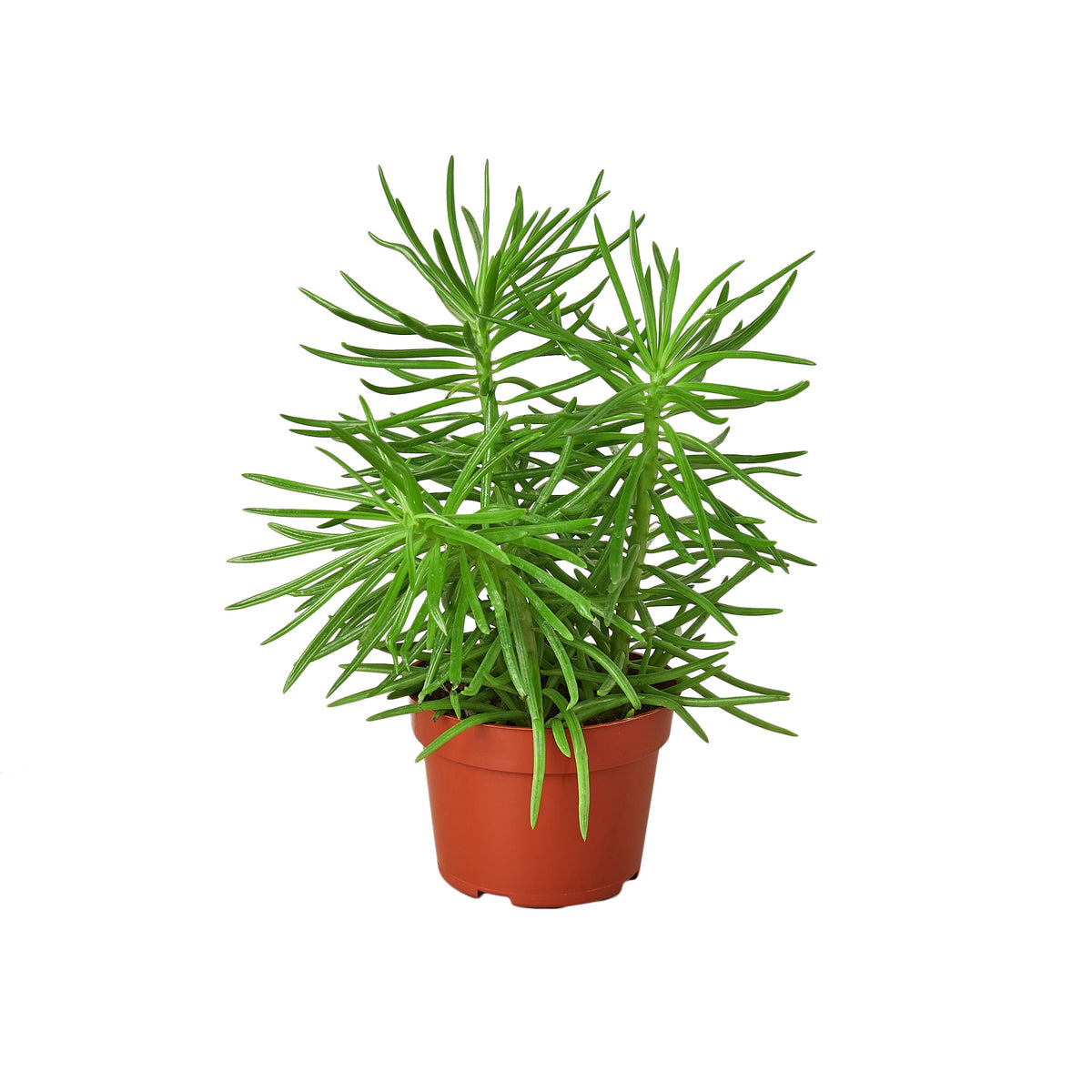 himalayan house plant Succulent Senecio 'Himalayan' - 4" Pot