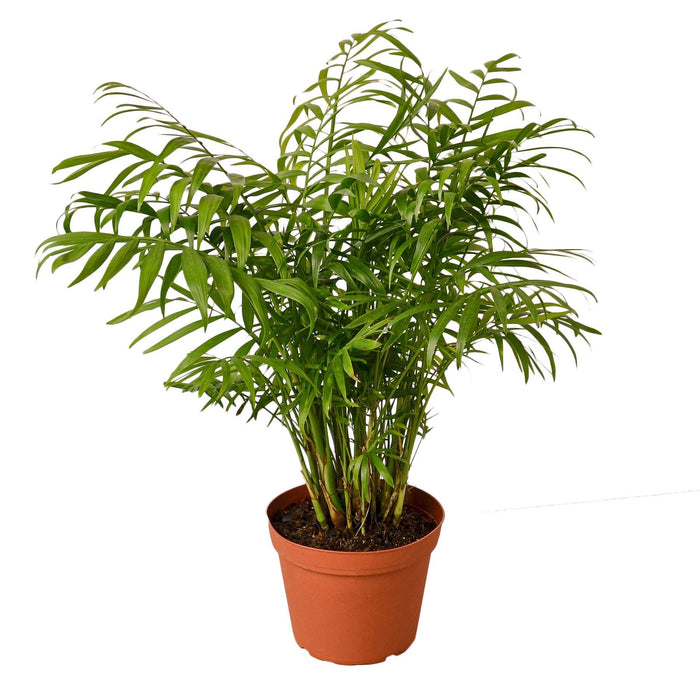 Parlor Palm shown in a 6-inch nursery pot.