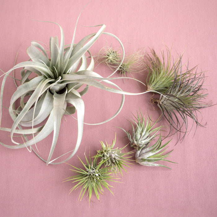 Mothers Day Air Plant Bundle