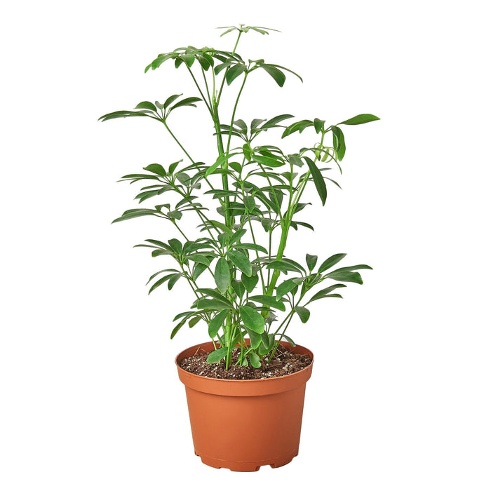 Schefflera Arboricola 'Umbrella' - 6" Pot - NURSERY POT ONLY