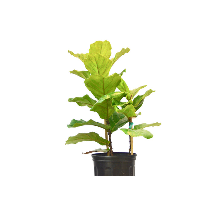 Ficus Lyrata 'Fiddle Leaf Fig' - In 10" Pot
