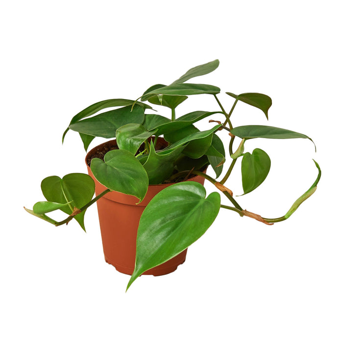 Heartleaf Philodendron in a 4-inch nursery pot.