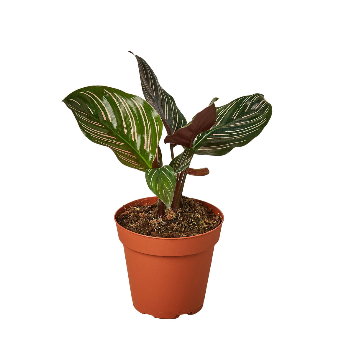 Calathéa : plante Ø14cm pot