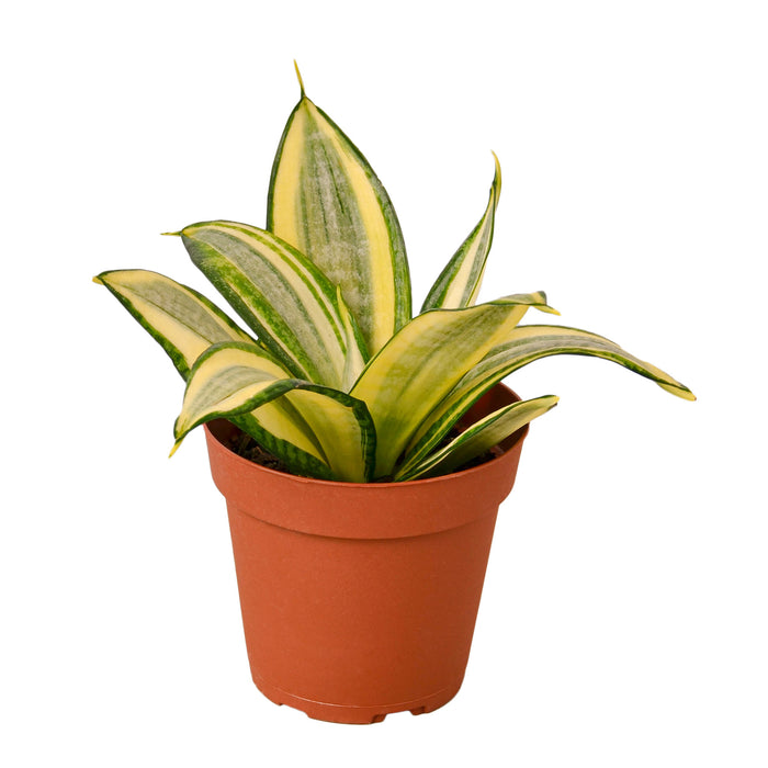 snake plant big pot Snake Plant Gold Hahnii