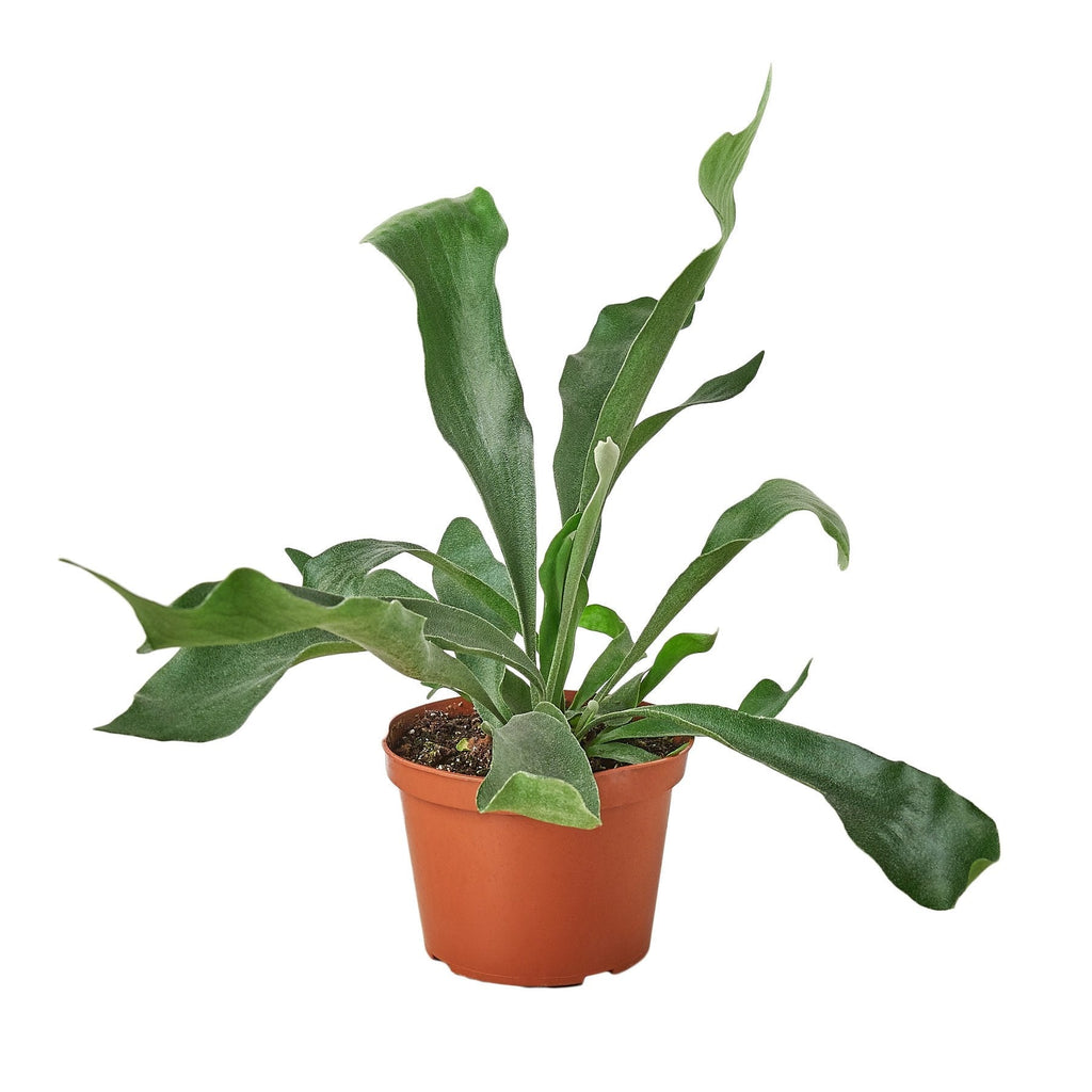 Staghorn Fern shown in a 6-inch nursery pot.