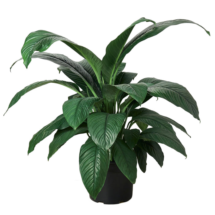 Spathiphyllum Peace Lily Plant - in 10" Pot