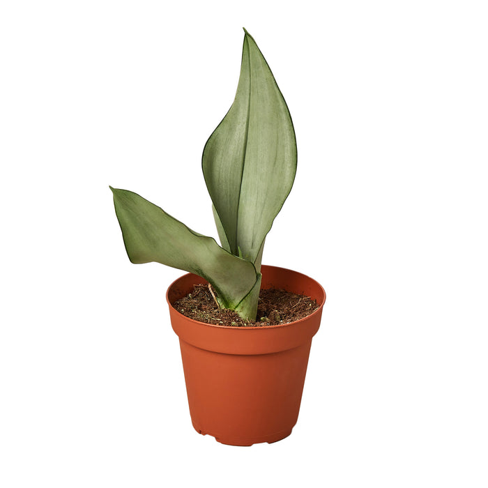 moon snake plant Snake Plant Moonshine
