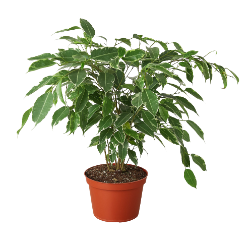 dropship indoor plants Ficus 'Breeze' - 6" Pot