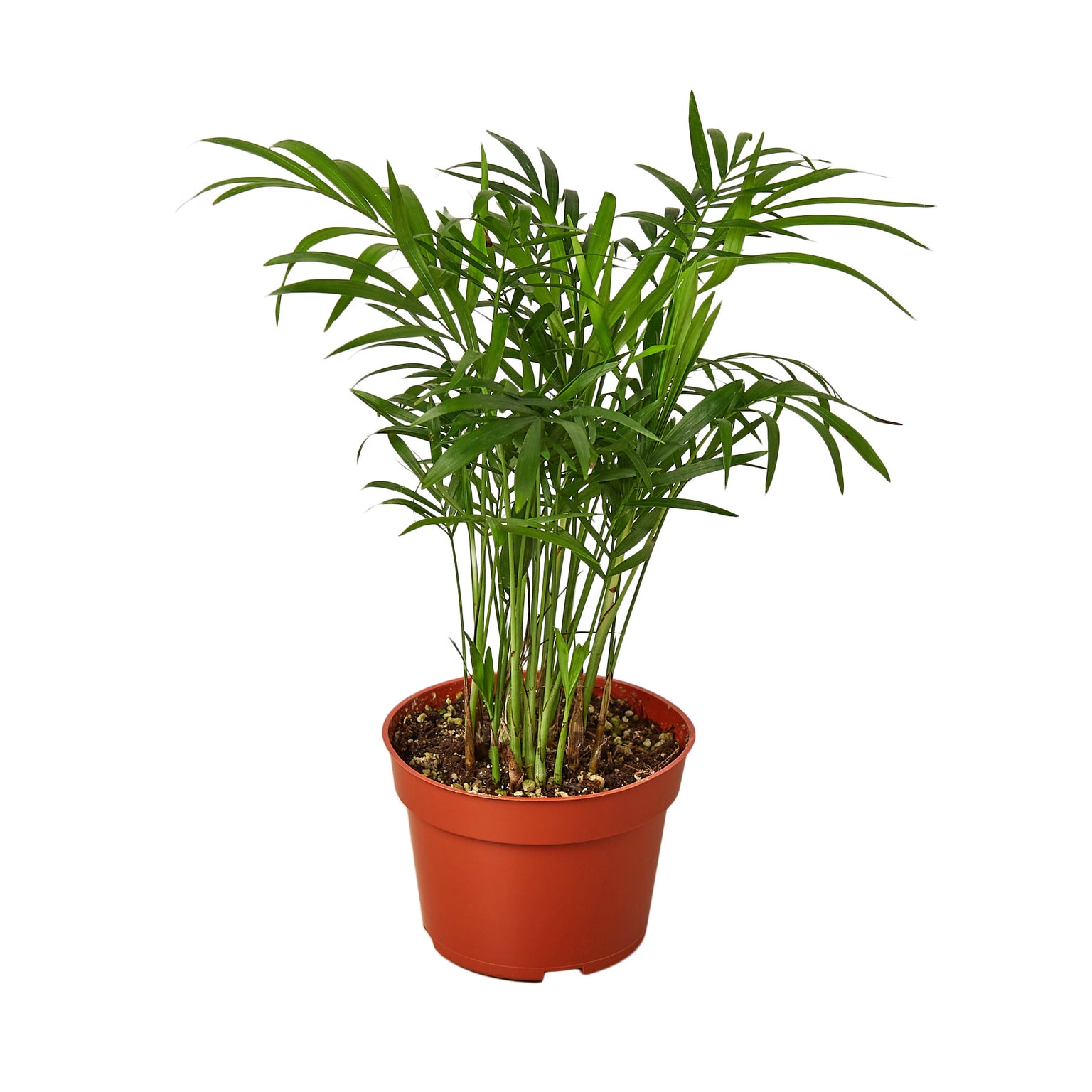 House Plant Dropship Indoor Live Plants Dropshipped Nationwide