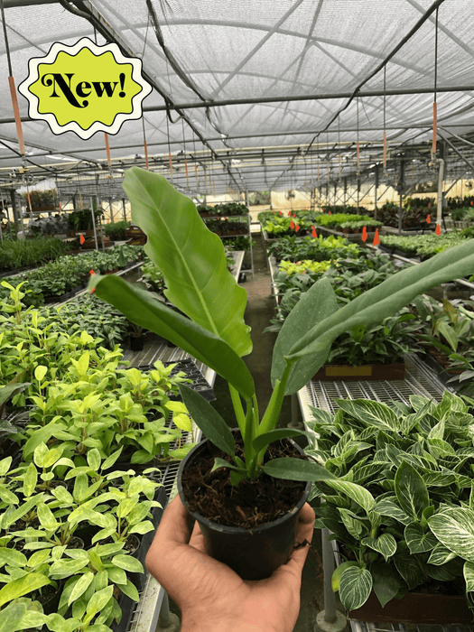philodendron narrow escape flower Philodendron 'Narrow Escape' | Indoor Plant | Tropical Plant | Potted Plant