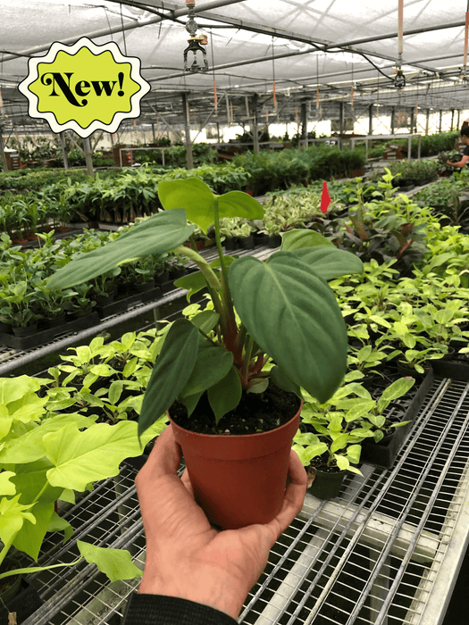 philodendron green fuzzy Philodendron 'Fuzzy Petiole' | Indoor Plant | Tropical Plant | Potted Plant