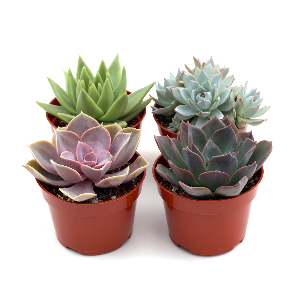 succulents shipped to me Rosette Succulent Variety Packs